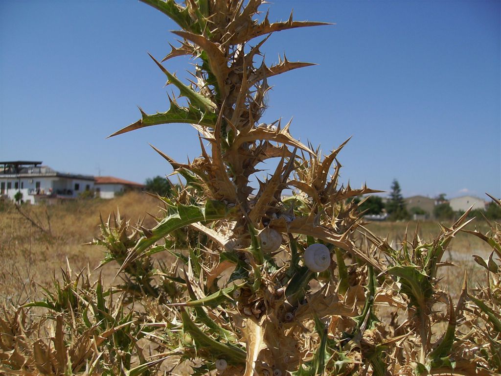 Cernuella virgata